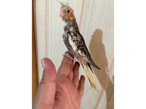 40 günlük el besleme bebek sultan papağanı