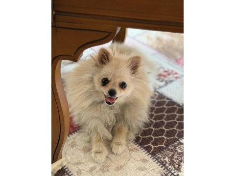 Pomeranian boo 10 aylık