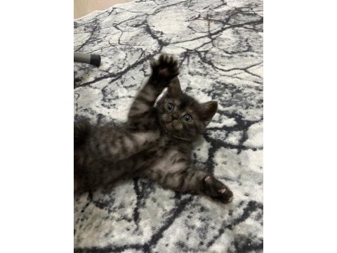 5 haftalık british shorthair yavrularıma yuva arıyorum