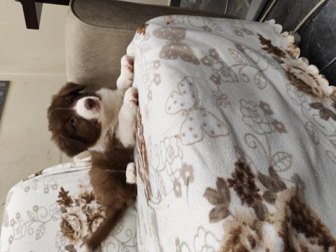 Fcı kıf şecereli kahve beyaz showline erkek border collie