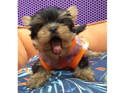 Şecereli teacup yorkshire terrier yavrularımız