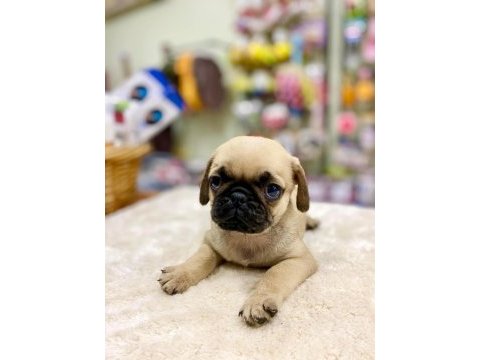Pug yavrularımız yeni ailesini bekliyor