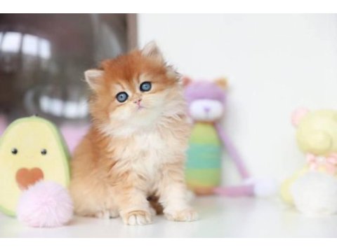 Altın parlaklığında golden british longhair 