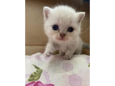 Blue point british shorthair cinsi kedi