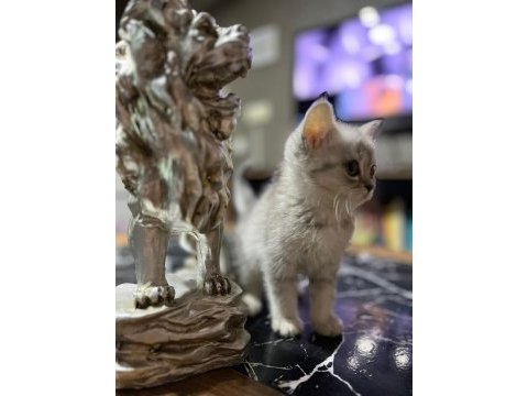 Saf kan silver british shorthair