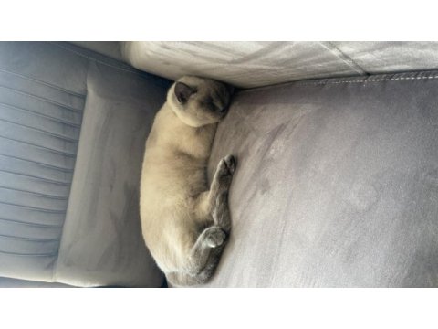Blue point 7 aylık dişi british shorthair