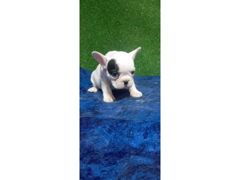 Dişi erkek fransız bulldog bebekler