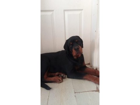 A şecere türkiye grand şampiyonu rottweiler