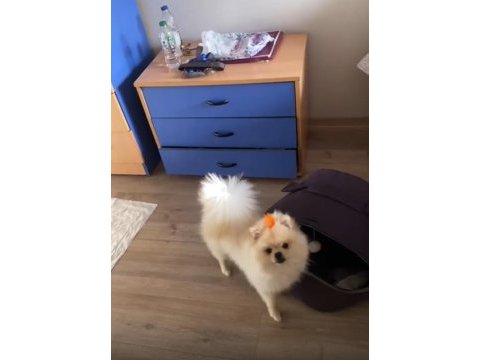 Safkan tüm aşıları tam erkek pomeranian