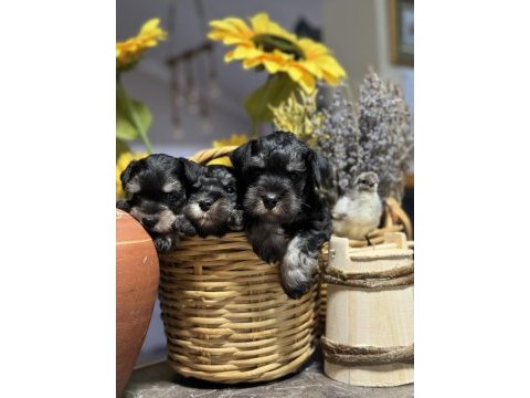Fcı pedigreeli miniature schnauzer yavruları