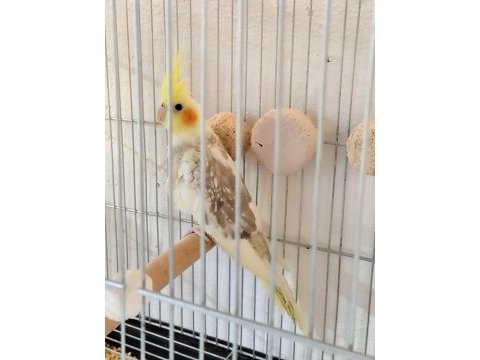 Yeni yeme düşmüş yavru sultan papağanımız