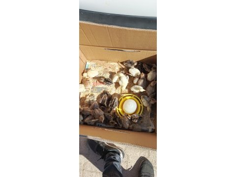 Bıldırcın yumurtası günlük taze