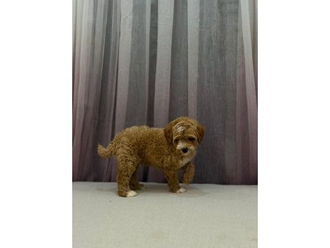 Poodle ayarında maltipoo erkek 