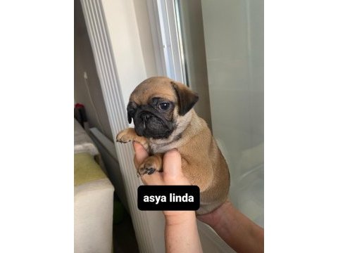Pug mops bebekler