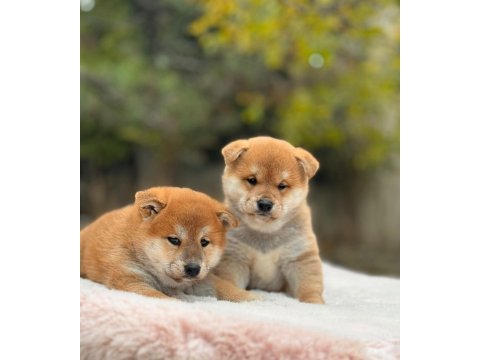 Petmode köpek çiftliğinden shiha_inu yavrularımız