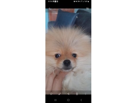 Oğluma benim kadar iyi bakabilecek birini arıyorum köpeğime