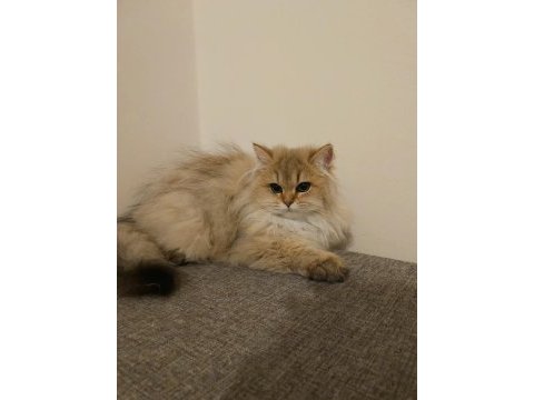 British longhair 5 aylık