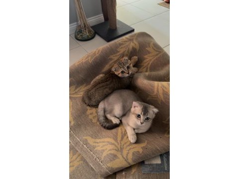 British shorthair sağlıklı yavrular