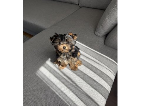 Ev doğumlu micro teacup boy yorkshire terrier