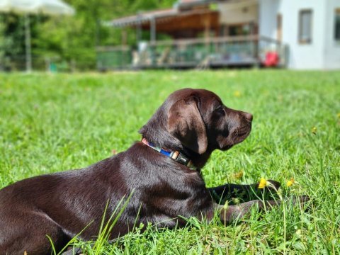 Fcı secere genç labrador çocuklar açıklamayı okuyun