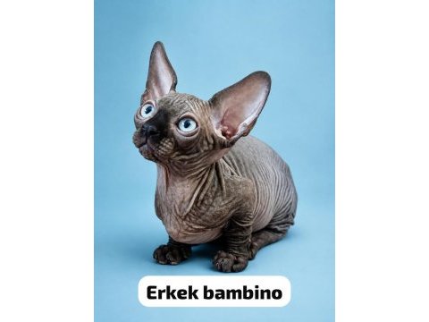 Dwelf elf bambino ve normal sfenksler