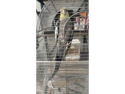 Yakışıklı erkek sultanımızı sahiplendirmek istiyoruz