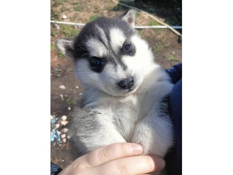 Saf husky (sibirya kurdu) uygun fiyatlı
