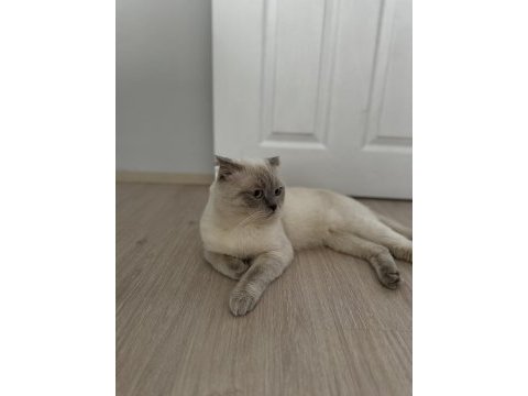 Kedimiz sütlaç için ücretsiz yuva arıyoruz
