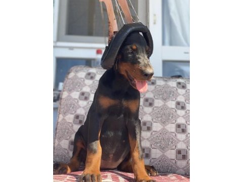 Üst kalite a şecereli yavrular european doberman king