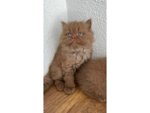 Premium british longhair cinnamon