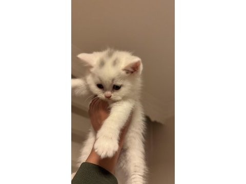 Son yavru british shorthair