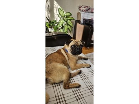 2 yaşında yetişkin pug