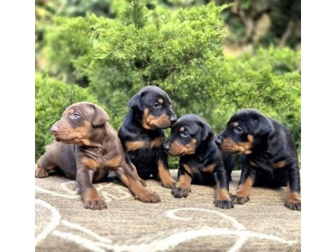 Europan doberman köpeği