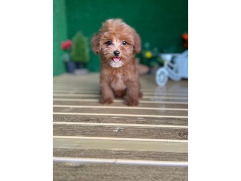 Maltipoo bebeklerimiz referans yavru