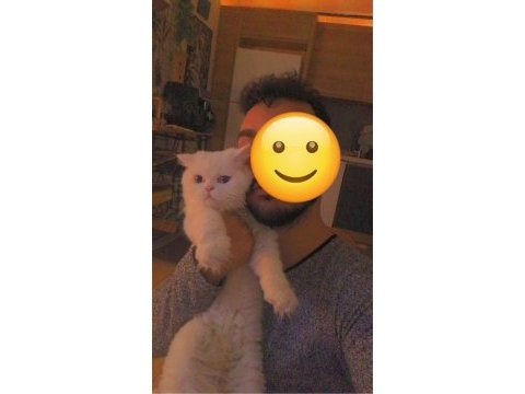 Çok özel bir british longhair eğitimli