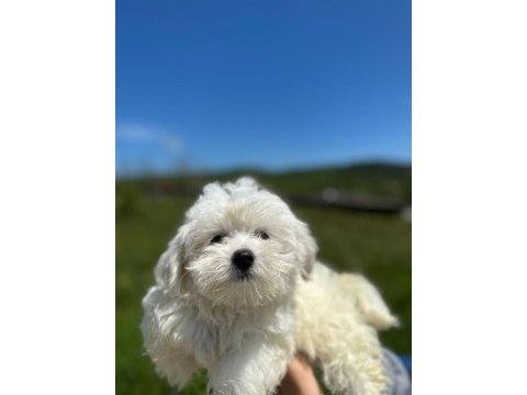 Show kalitede maltese terrier yavrularımız