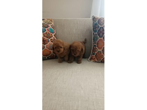 2 erkek 3 dişi poodle