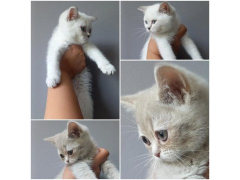 British shorthair bebekler