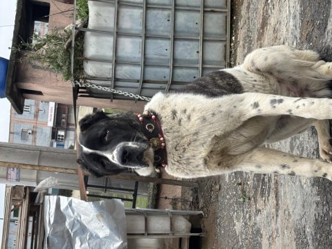 Ala 8 aylık erkek dev rus köpeğimiz