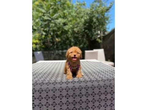 Poodle en mikrosu en özeli benim olsun isteyenlere