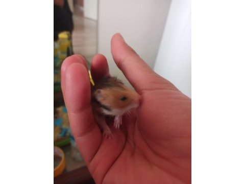 Yavru suriye hamster