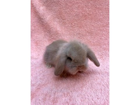 Hollanda teddy lop tavşanı