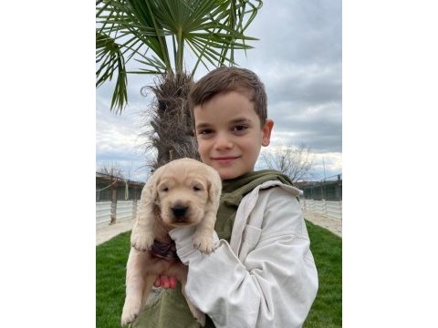 Toy poodle yavrular