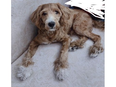 Sekiz aylık erkek maltipoo