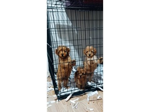 Anne 3.500 kg baba 4.700 gr toy poodle yavrularım