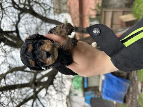 Toy poodle yavrular