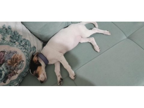 Görüşülür jack russell