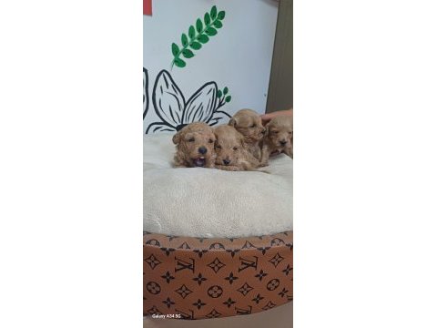 Maltipoo terrier köpeği
