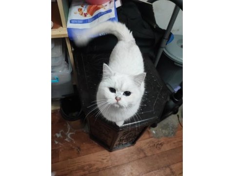 Şecereli genç damızlık british shorthair dişiler