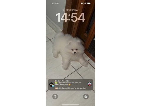 Pomeranian boo ayı surat bebek erkek